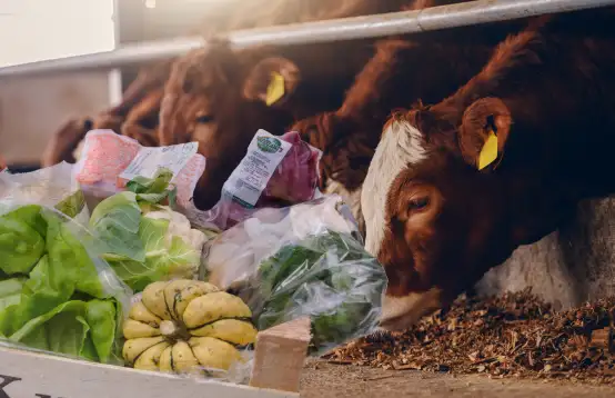 Diervriendelijke maaltijdboxen